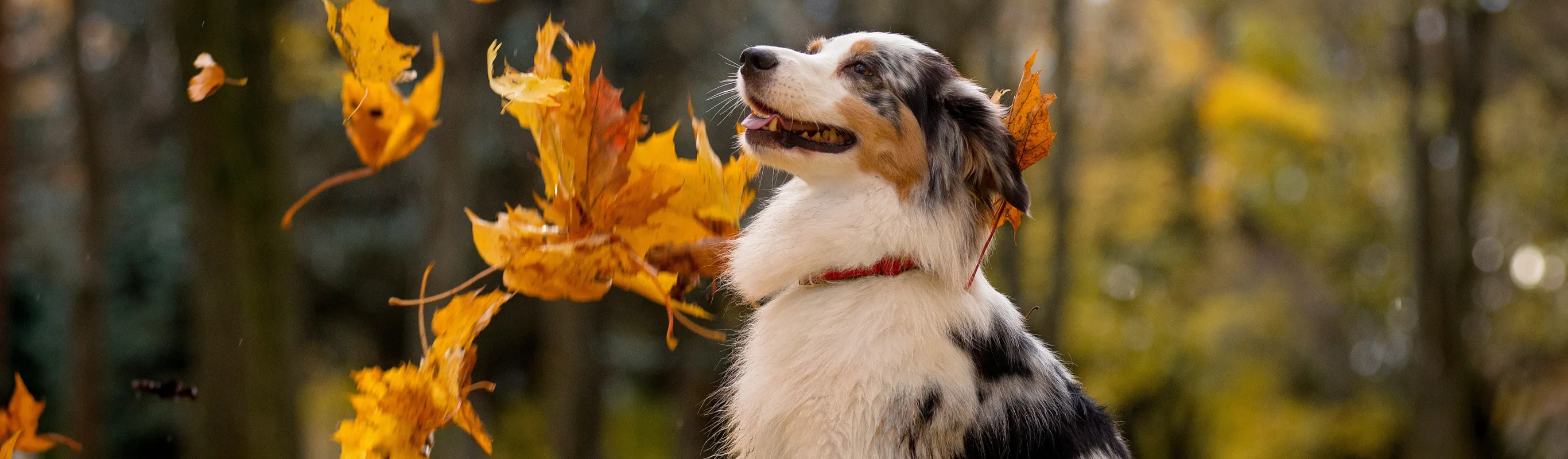 happy dog with leaves falling around him